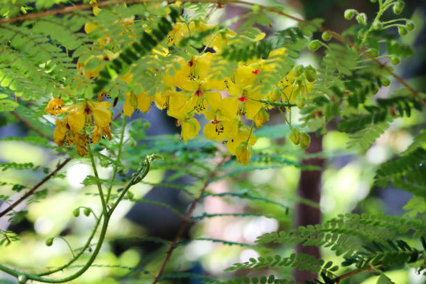 Yellow Red Parkinsonia Flower Seeds for Planting | Heirloom, Non-GMO, High Germination Organic Garden Seeds