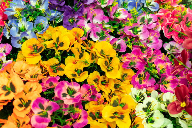 Mix Cheiranthus Flower Seeds – Heirloom, Non-GMO, High Germination Seeds for Planting