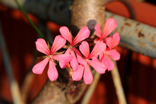 Peach Pelargonium Peltatum Flower Seeds – Heirloom, Non-GMO, High Germination Seeds