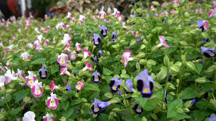 Mixed Erythranthe Flower Seeds – Heirloom, Non-GMO, High Germination Seeds