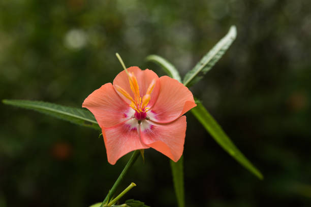 Orange Pentapetes Flower Seeds – Heirloom, Non-GMO, High Germination Seeds