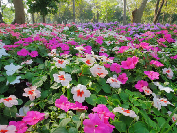 Mixed Pardancanda Flower Seeds – Heirloom, Non-GMO, High Germination Seeds