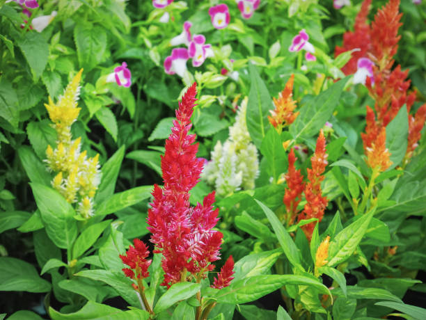 Mischung Celosia Spicata Blumensamen – Alte Sorte, gentechnikfrei, hohe Keimfähigkeit