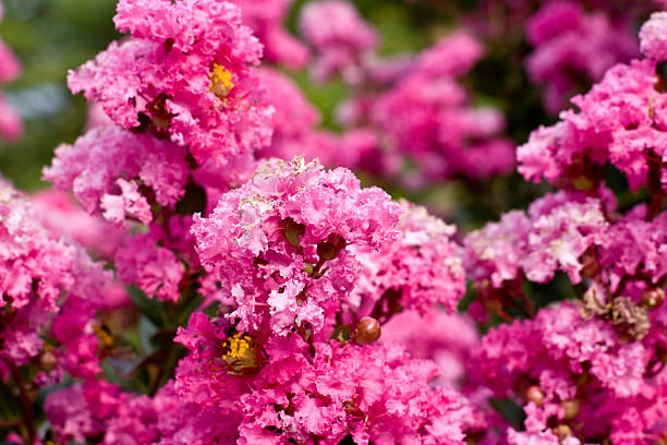 Pink Crepe Myrtle Flower Seeds – Heirloom, Non-GMO, High Germination Seeds
