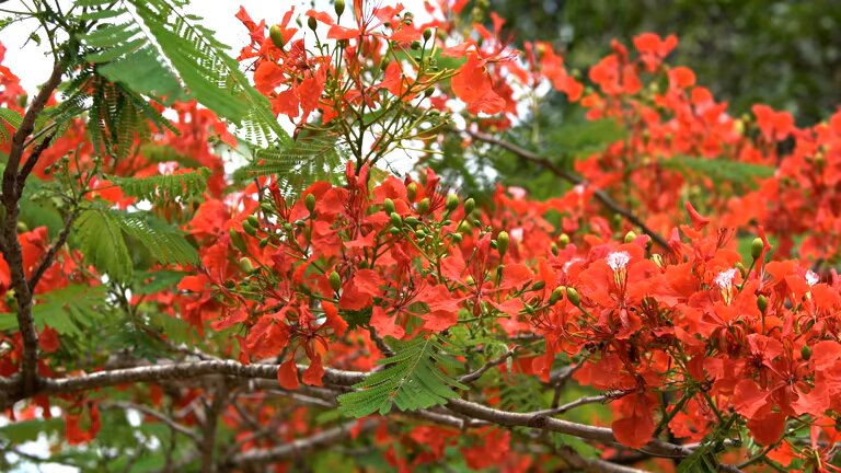 Red Mimulus Flower Seeds – Heirloom, Non-GMO, High Germination Seeds