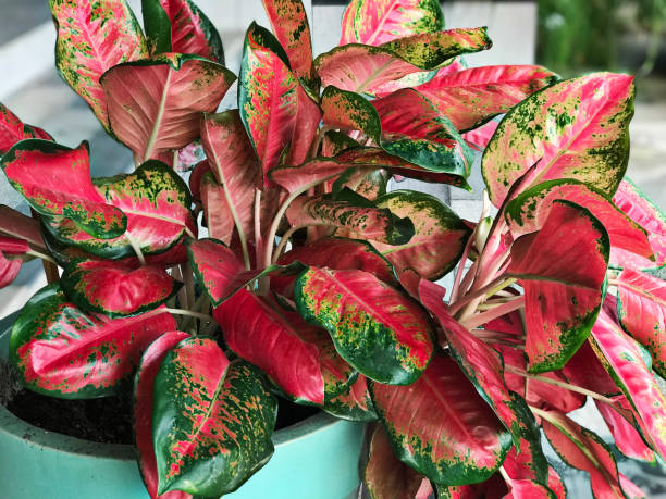 Aglaonema Flower Seeds for Planting – Heirloom Non-GMO High Germination Organic Garden Seeds