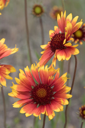 Yellow Red Aster Flower Seeds Heirloom Non-GMO High Germination Organic Garden Seeds
