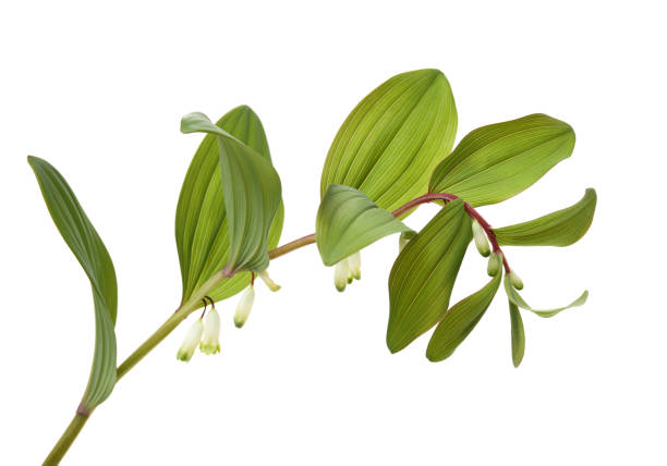 Green Polygonatum (Solomon&