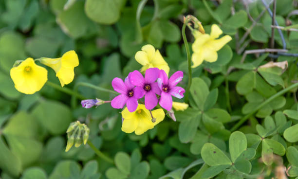 Oxalis Versicolor Blumensamen gemischt – Heirloom, gentechnikfrei, keimstark, Bio-Gartensamen zum Pflanzen