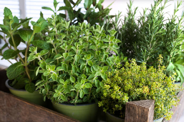 Oregano Herb Seeds for Planting – Heirloom, Non-GMO, High Germination Organic Garden Seeds