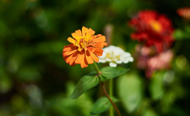 Orange Zinnia Flower Seeds – Heirloom, Non-GMO, High Germination Seeds