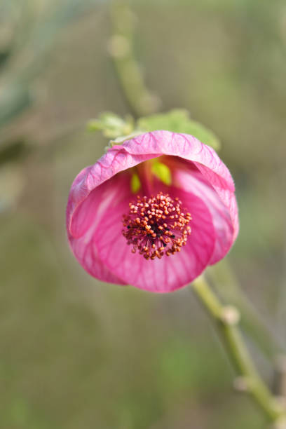 Pink Abutilon Flower Seeds – Heirloom, Non-GMO, High Germination Seeds