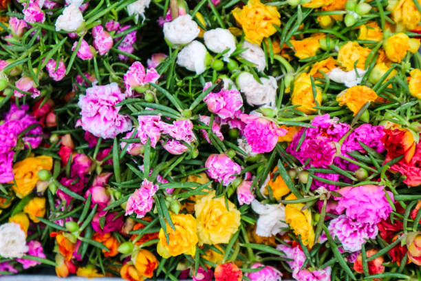 Mixed Portulaca Grandiflora Flower Seeds – Heirloom, Non-GMO, High Germination Seeds