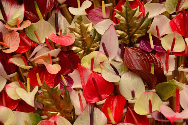 Mixed Anthurium Flower Seeds – Heirloom Non-GMO High Germination Seeds