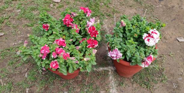 Mix Double Petunia Flower Seeds – Heirloom, Non-GMO, High Germination Seeds