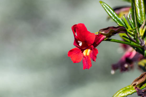 Monkey Face Orchid Flower Seeds Red – Heirloom, Non-GMO, High Germination Seeds