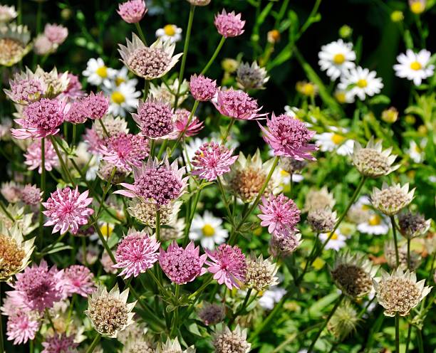 Gemischte Sterndolde Blumensamen – Alte Sorte, gentechnikfrei, keimstark