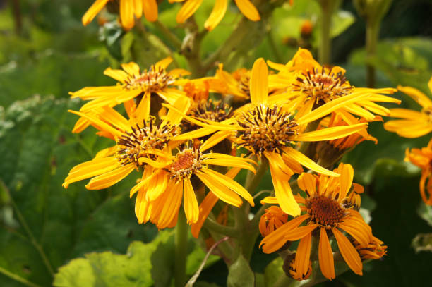 Orange Ligularia Dentata Flower Seeds – Heirloom, Non-GMO, High Germination Seeds