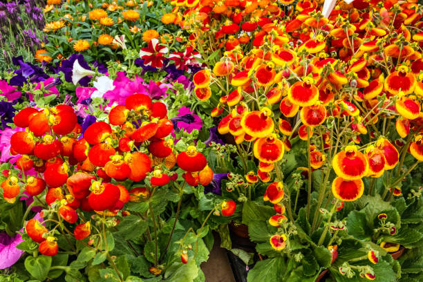 Gemischte Riesen-Pantoffelblumen-Samen – Alte Sorte, gentechnikfrei, hohe Keimfähigkeit
