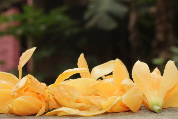 Orange Michelia Alba Flower Seeds – Heirloom, Non-GMO, High Germination Seeds
