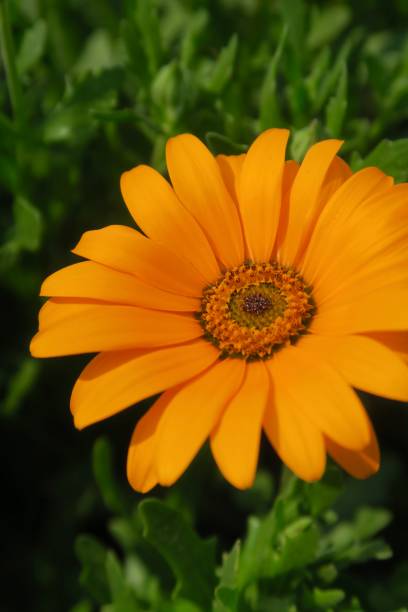Orange Daisy Osteospermum Flower Seeds – Heirloom, Non-GMO, High Germination Seeds