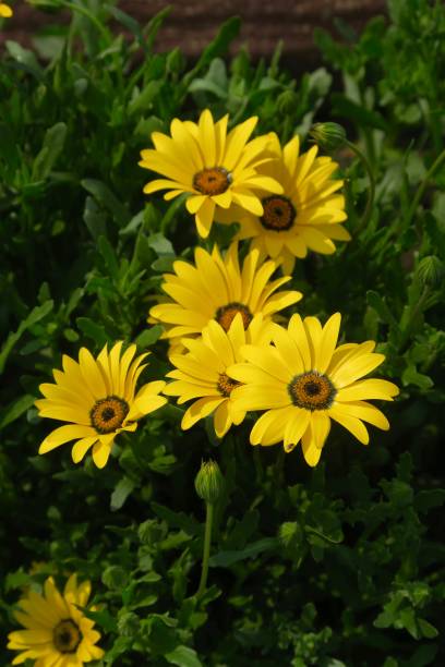 Yellow Osteospermum Flower Seeds Heirloom Non-GMO High Germination Organic Seeds