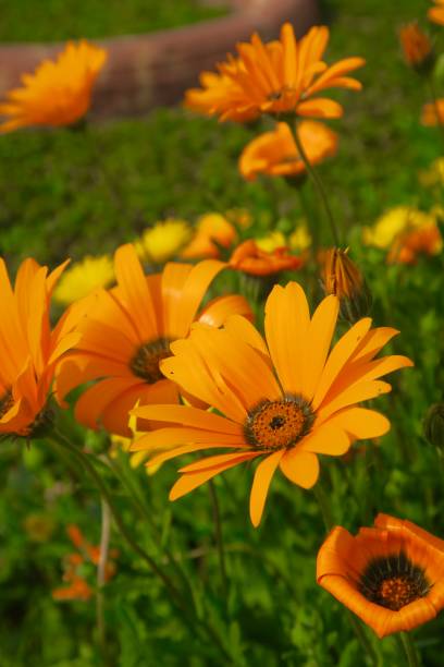 Orange Daisy Osteospermum Flower Seeds – Heirloom, Non-GMO, High Germination Seeds