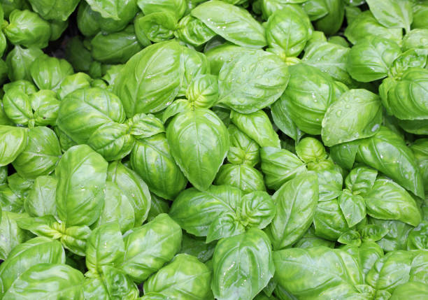 Genovese Basil Herb Seeds for Planting – Heirloom, Non-GMO, High Germination Seeds