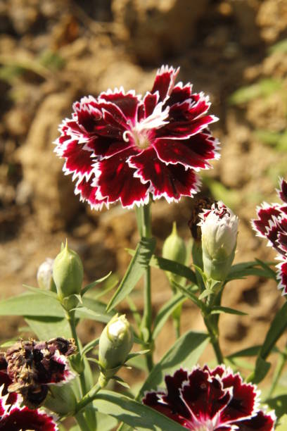 Maroon White Dianthus Flower Seeds – Heirloom, Non-GMO, High Germination Seeds
