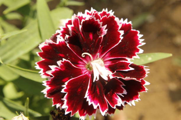 Maroon White Dianthus Flower Seeds – Heirloom, Non-GMO, High Germination Seeds