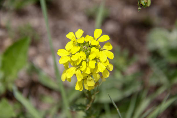 Pale Yellow Erysimum Cheiri Flower Seeds – Heirloom, Non-GMO Seeds for Planting