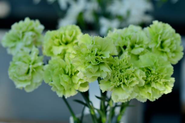 Green Carnation Flower Seeds – Heirloom, Non-GMO, High Germination Garden Seeds