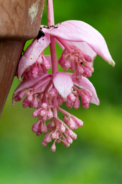 Medinilla Magnifica Flower Seeds Pink – Heirloom, Non-GMO, High Germination Seeds
