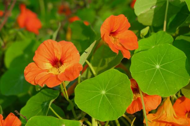 Orange Nasturtium Flower Seeds – Heirloom, Non-GMO, High Germination Seeds