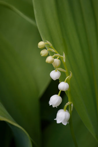 Lily The Valley Flower Seeds White – Heirloom, Non-GMO, High Germination Seeds