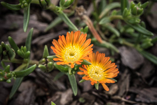 Orange Ice Plant Flower Seeds – Heirloom, Non-GMO, High Germination Seeds