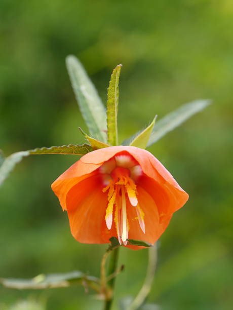 Orange Pentapetes Flower Seeds – Heirloom, Non-GMO, High Germination Seeds