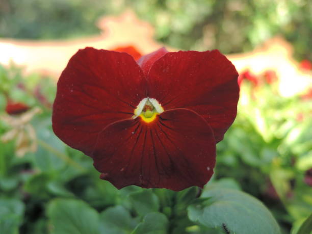 Maroon Pansy Flower Seeds – Heirloom, Non-GMO, High Germination Seeds