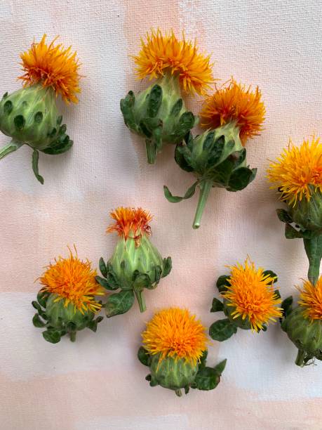 Orange Safflower Flower Seeds – Heirloom, Non-GMO, High Germination Seeds