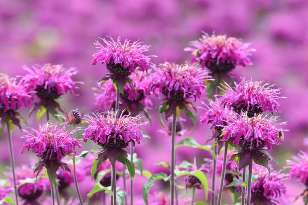 Pink Monarda Flower Seeds – Heirloom, Non-GMO, High Germination Seeds
