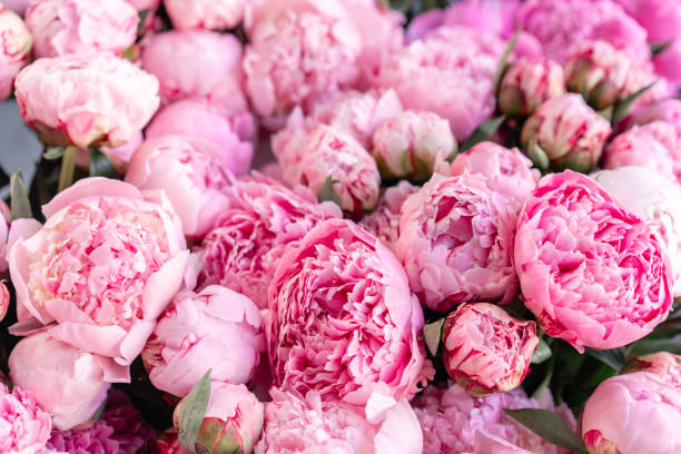 Semillas de flor de peonía rosa – Orgánicas, reliquia, sin OMG, alta germinación para plantar en jardín