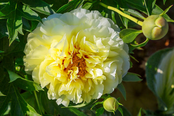 Perennial Peony Flower Seeds Yellow – Heirloom, Non-GMO, High Germination Seeds