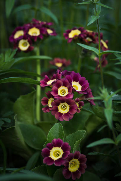 Maroon Yellow Auricula Flower Seeds – Heirloom, Non-GMO, High Germination Seeds