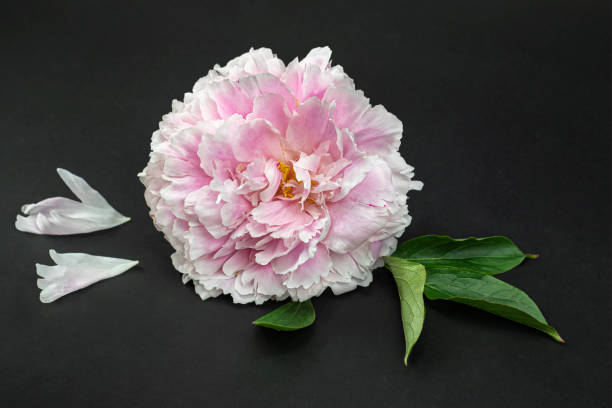 Pale Pink Peony Flower Seeds – Heirloom, Non-GMO, High Germination Seeds for Planting