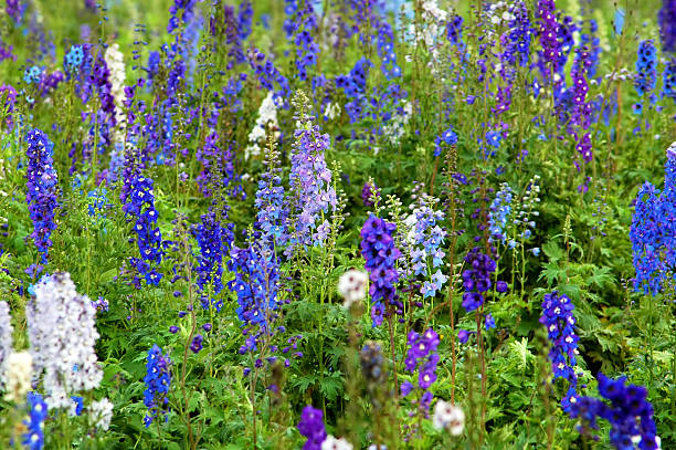 Mix Delphinium Flower Seeds for Planting – Heirloom Non-GMO High Germination Seeds
