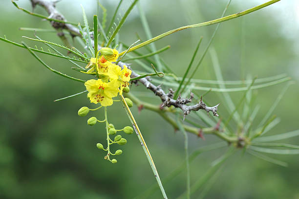 Parkinsonia Flower Seeds – Heirloom, Non-GMO, High Germination Seeds
