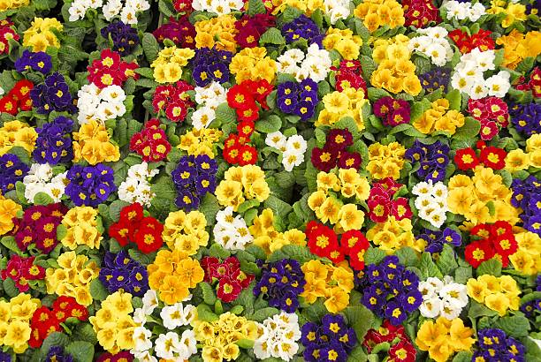 Mixed Primrose Flower Seeds – Heirloom, Non-GMO, High Germination Seeds