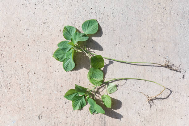 Green Catnip Plant Seeds for Planting – Heirloom, Non-GMO, High Germination Organic Garden Seeds
