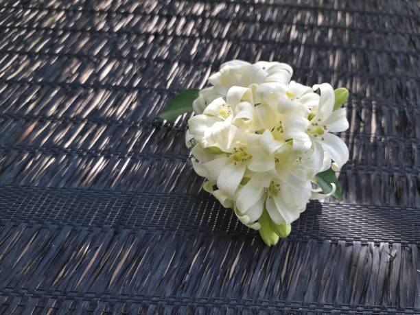 Murraya Flower Seeds White – Heirloom, Non-GMO, High Germination Seeds