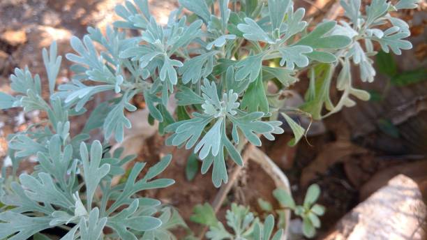 Green Absinthe Plant Seeds for Planting – Heirloom, Non-GMO Organic Garden Seeds